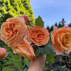 Sunbelt Crazy Love Rose Plant 