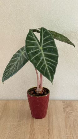 Alocasia Pink Dragon