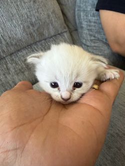 Cat litter box