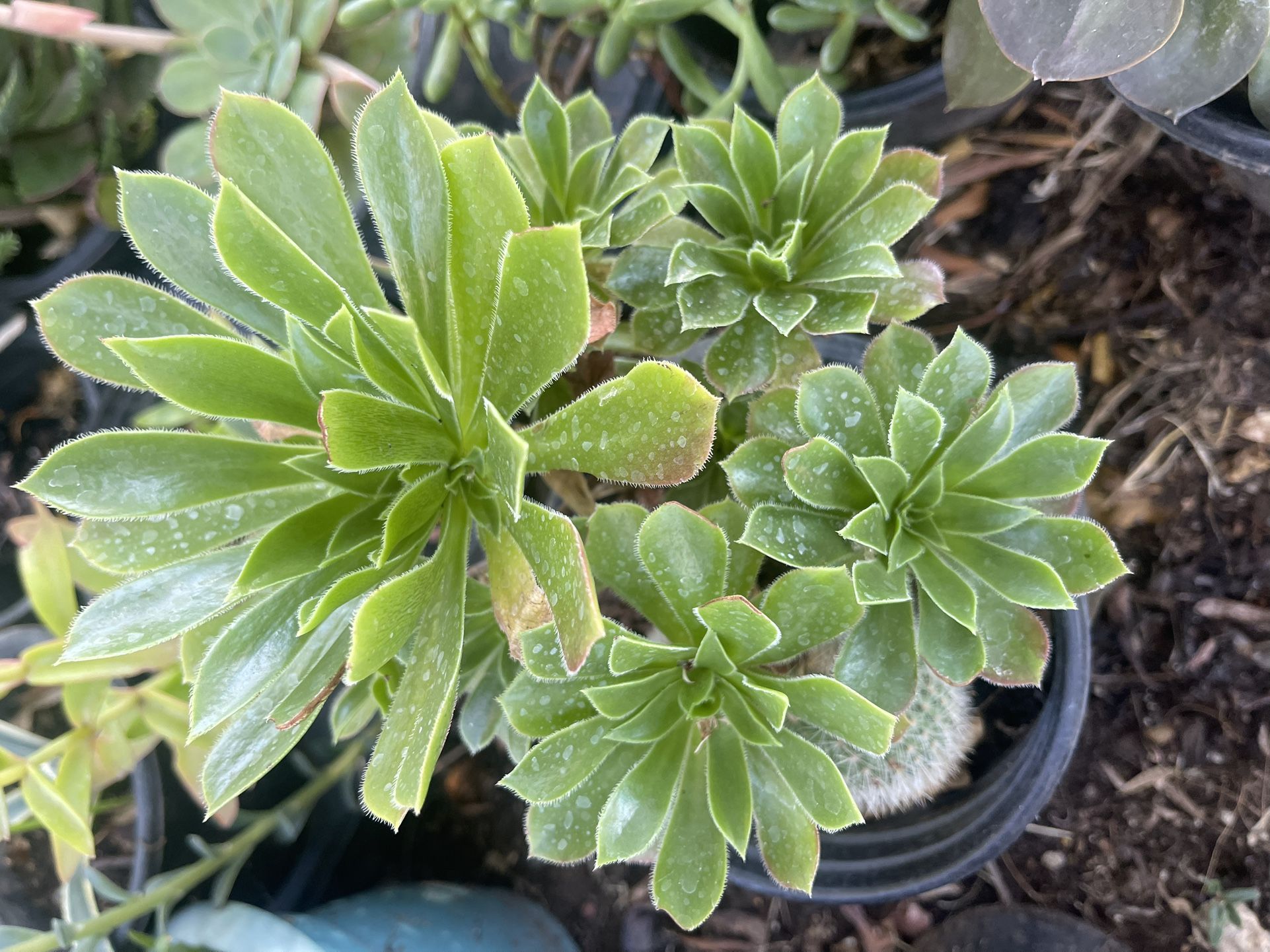 Only 7$7 Suculent Plant