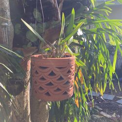 Orchid in Hanging Terracotta Pot