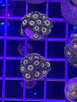 Zoas Frags For Sale: Coral