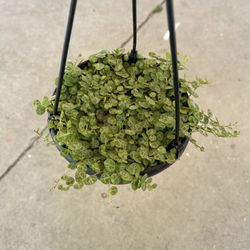 6” strings of turtles 
