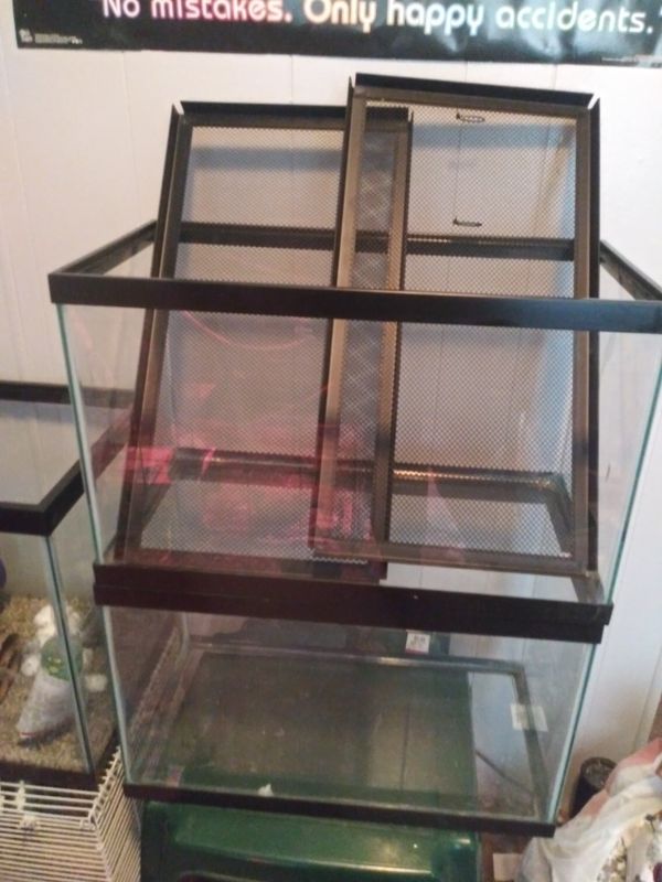 hamster aquarium offerup mice