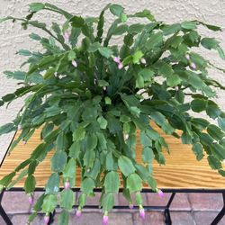 🌵✨ Beautiful Extra-Large Christmas Cactus – Pink Blooms Coming Soon! ✨🌵