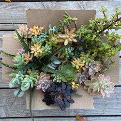 Box of fresh succulents 