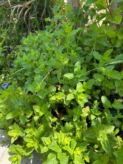 Fresh mint