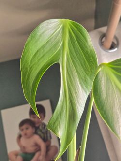 Burle Marx Flame Monstera
