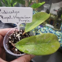 hoya pubicalyx royal hawaiian purple rooted cuttings starter plant