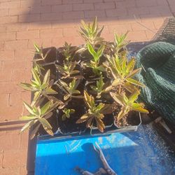 Mother Of 1000 Exotic Looking Succulent 