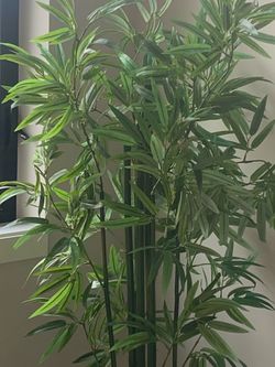 Artificial Black Bamboo Tree Planted In The Square Black Modern Wood Pot H5’