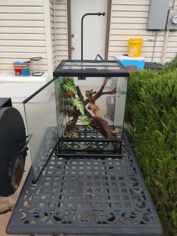 Glass Reptile Terrarium with Decor