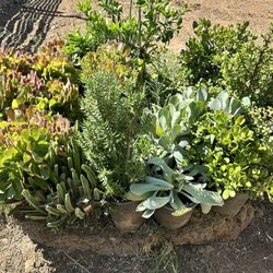 Succulents 2gal Containers $10each Different Types Available Pick Up Only