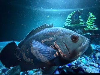 45 gallon fish tank with SICCE pump and exotic fish