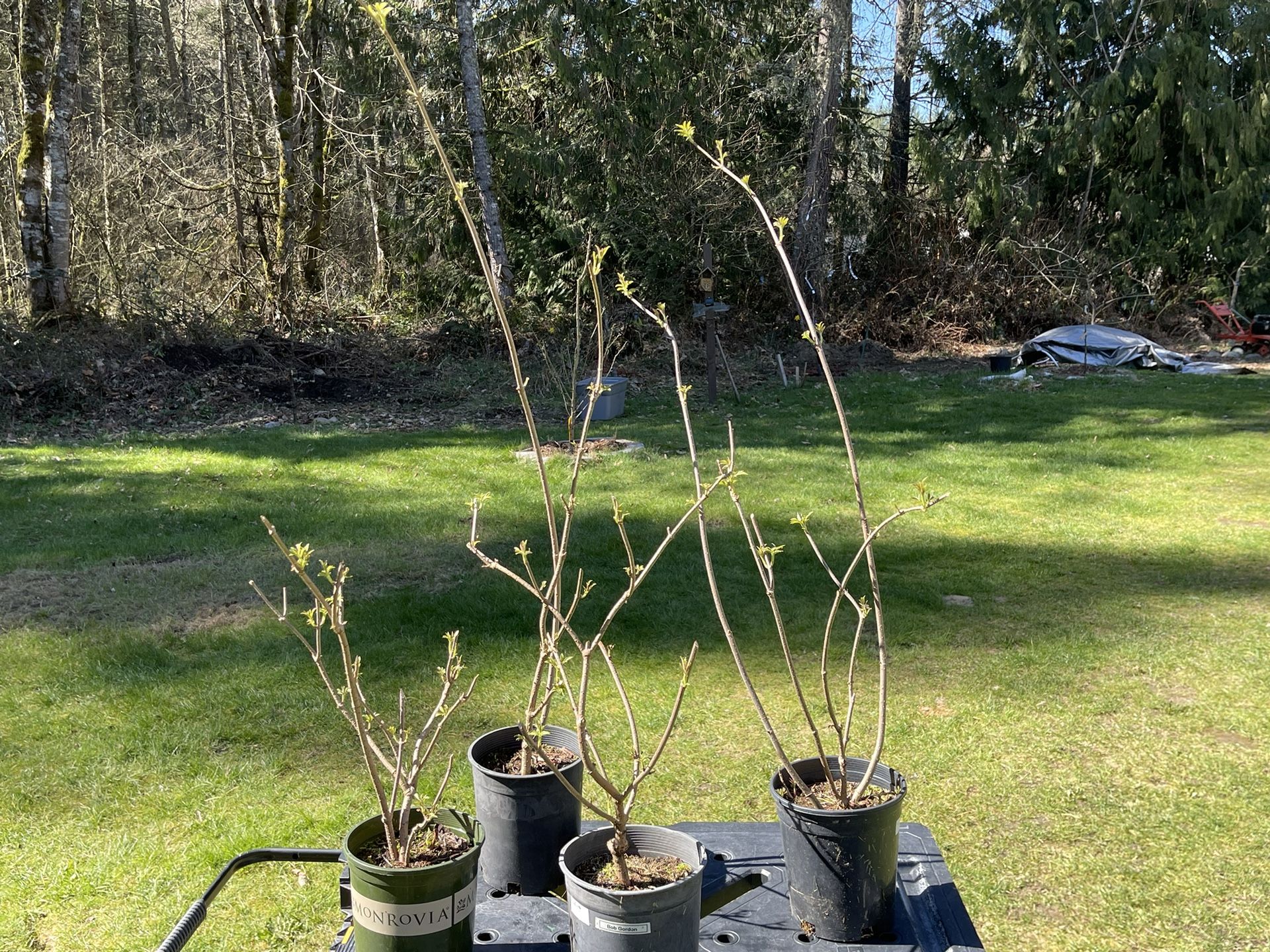 North American Elderberry plants in 1 Gallon Pots