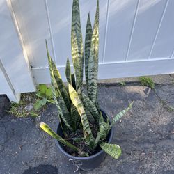 Snake Plant And Pot 