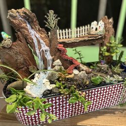 Succulent Arrangement 