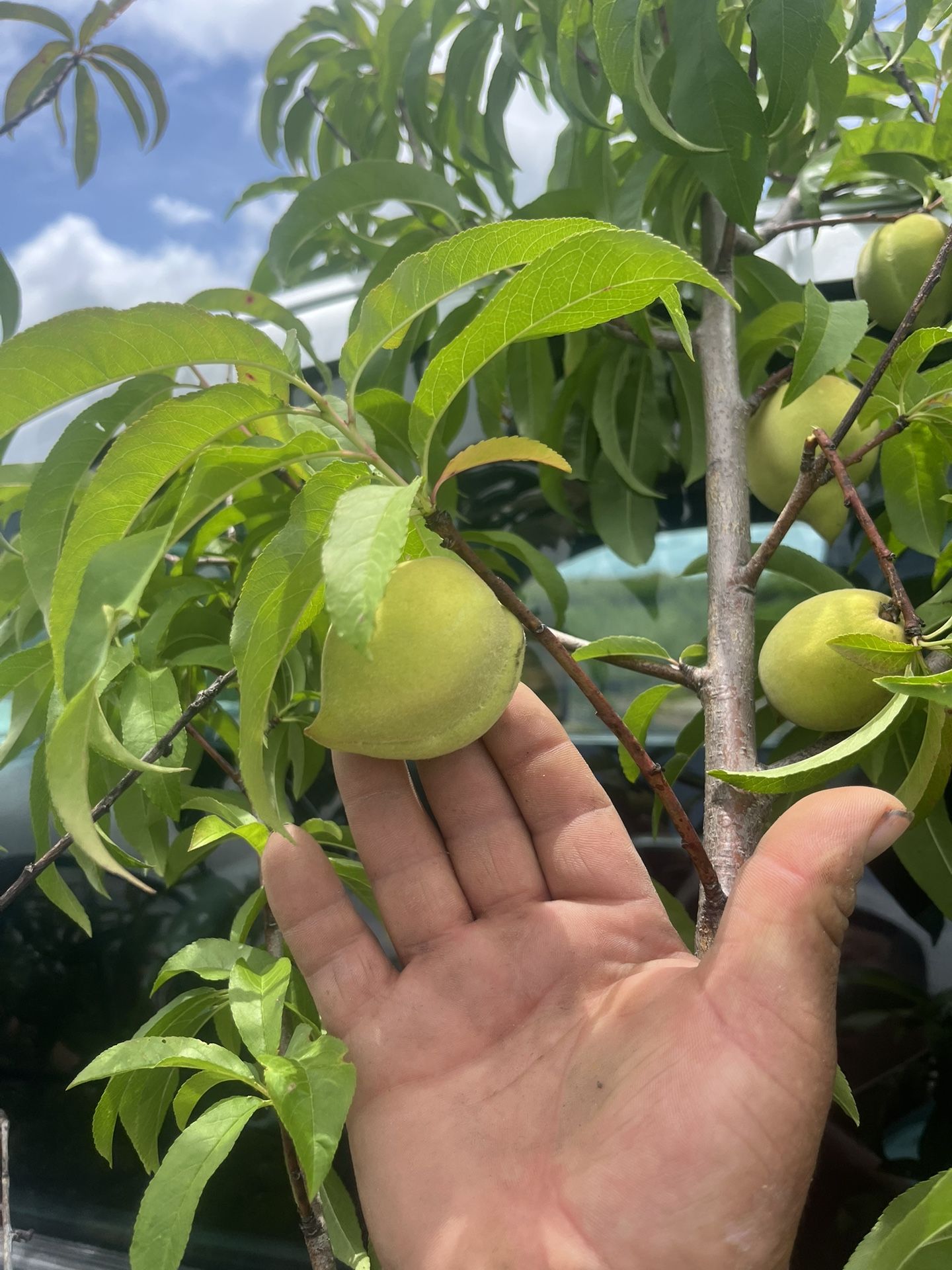 Peach 45$