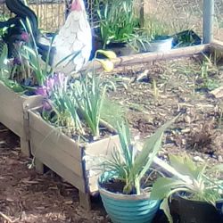 Planter Boxes And Other Flower Arrangements 25/10$