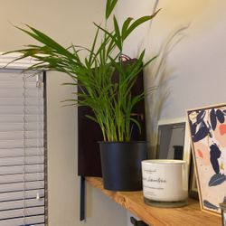 2Ft Palm in Black Pot 