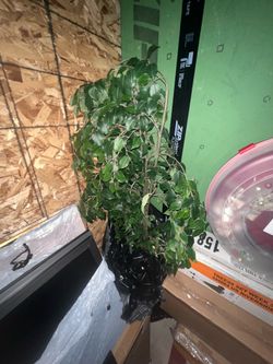 Plant