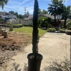 Italian Cypress (Tiny Tower)