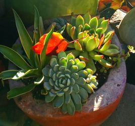 Handmade succulents in containers
