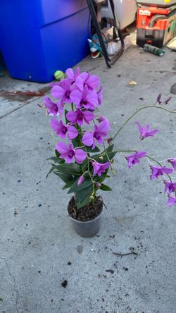 Orchid Dendrobium Zechia Lynn Pink Blooming Mad Happenings hanging Plant