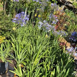 Agapanthus Plants 5 Gallon Pots $15 Each