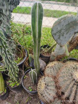 Mexican Fence Post Cactus Plant