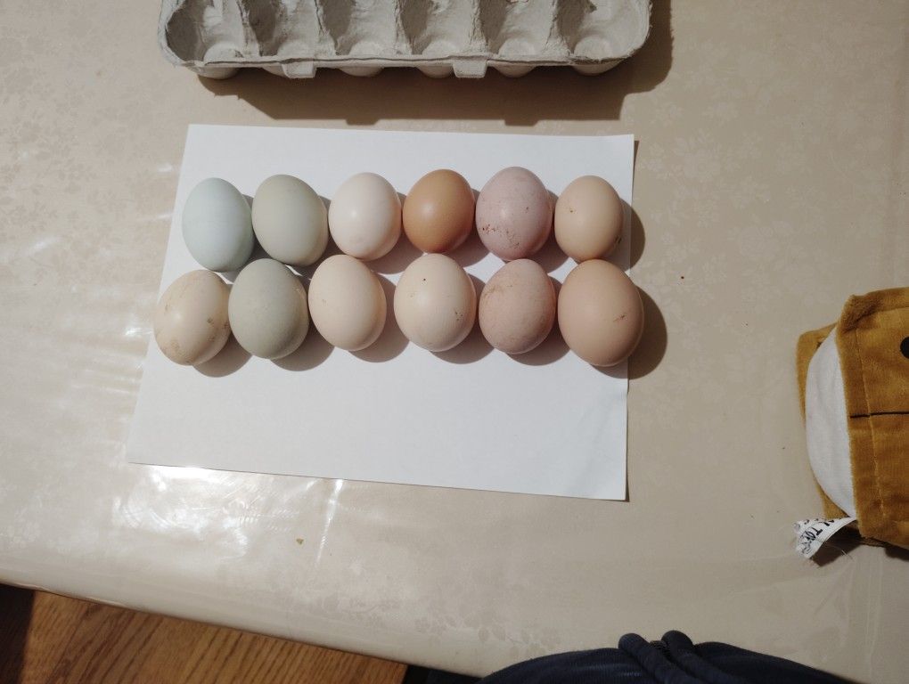 Eggs 4$ Per Dozen
