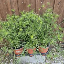 Papyrus Sedge Plants. Beautiful And Healthy PLANTS ARRIVED. $10 each
