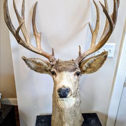 Vintage Taxidermy Mule Deer Mount