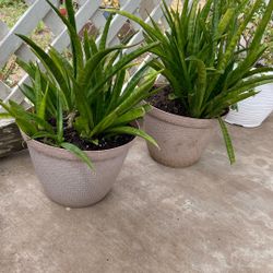 Pair Sanseveria Parva KENYA HYACINTH  Fragrant 