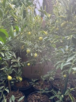 Variegated Centennial Kumquat with Fruits 