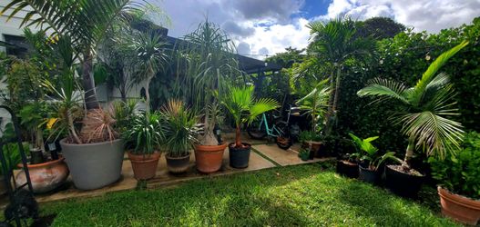 Plants and Palms in pots