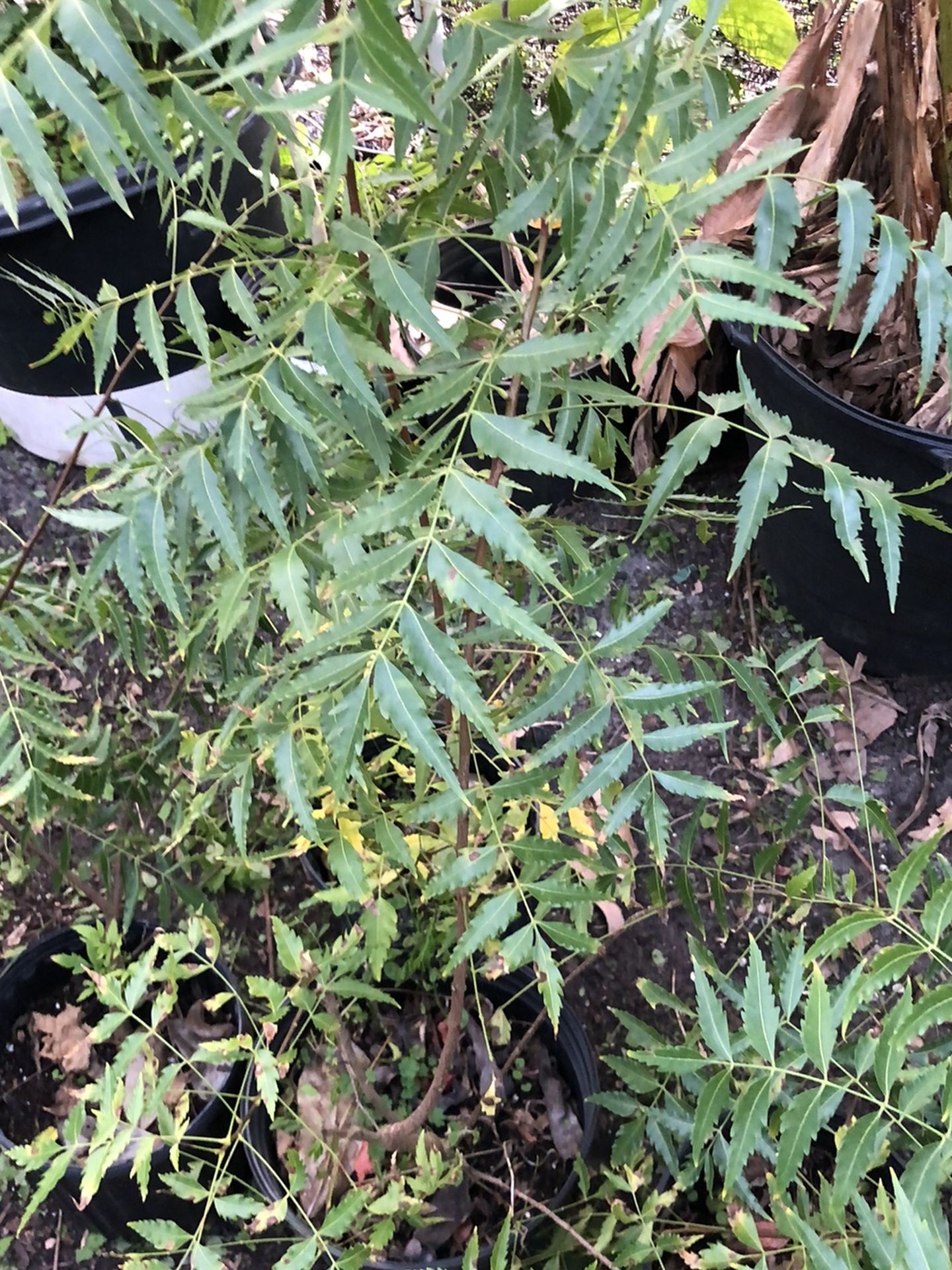 Neem Tree