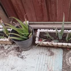 Plants 