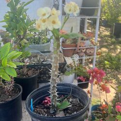 Corona D Cristo, Flor Grande 15 Dolar