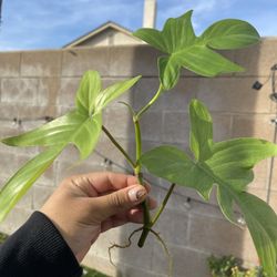 Rooted Philodendron Cutting 