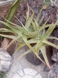 Aloe Vera Plant – Easy Care, Fast Growing
Planta Aloe Vera – Fácil Cuidado y Crecimiento Rápido.