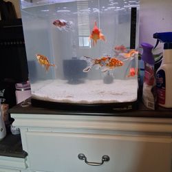 Fish Tank