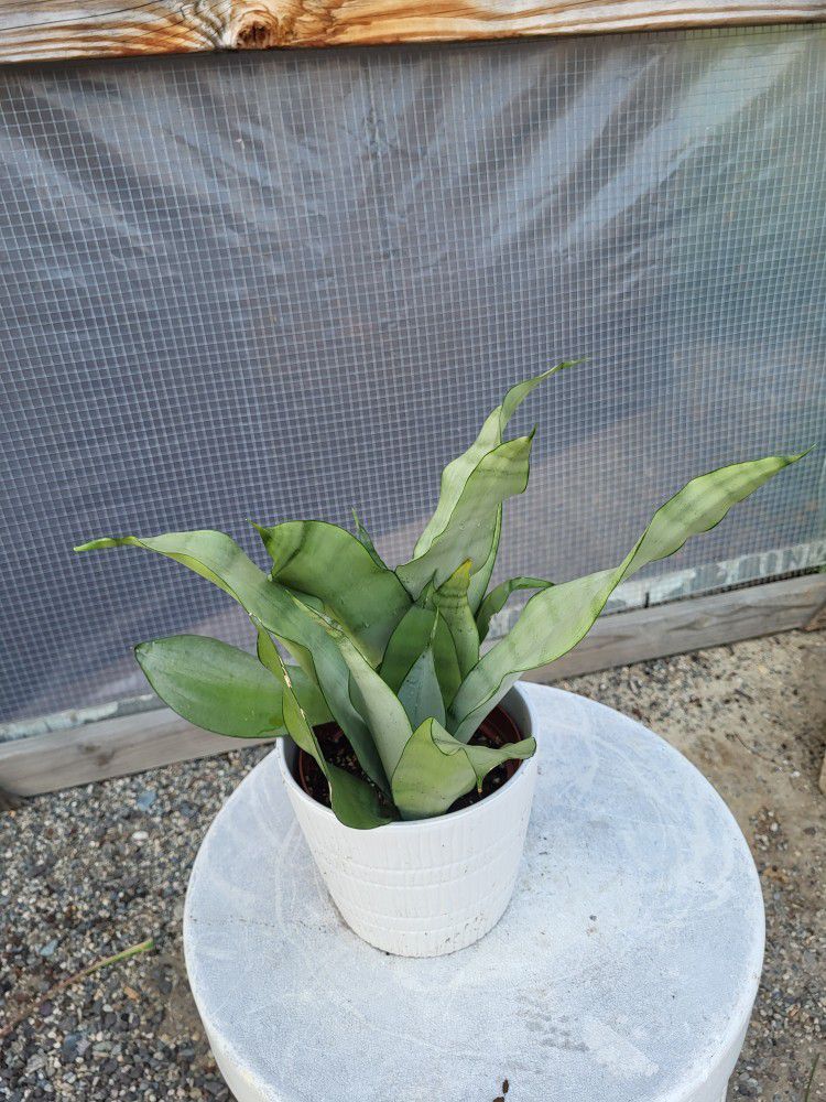Moonshine Snake Plant 6" Nursery Pot $ 15 Each