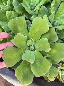 Water Lettuce Live Aquatic Pond Plants