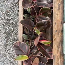 RUBY FICUS Plants