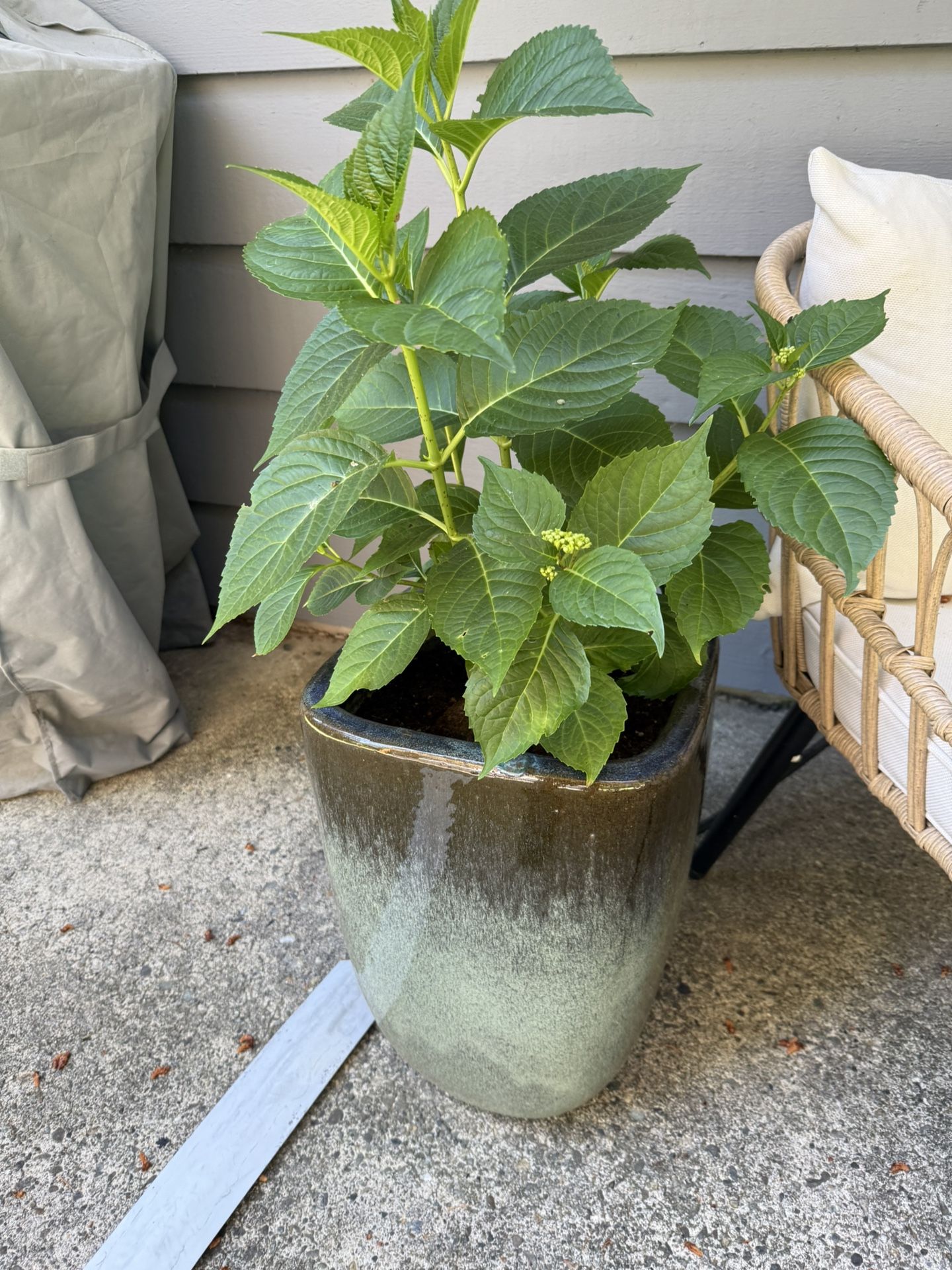 Large Glazed Planter Pot With Pink Hydrangea