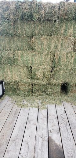 Alfalfa hay