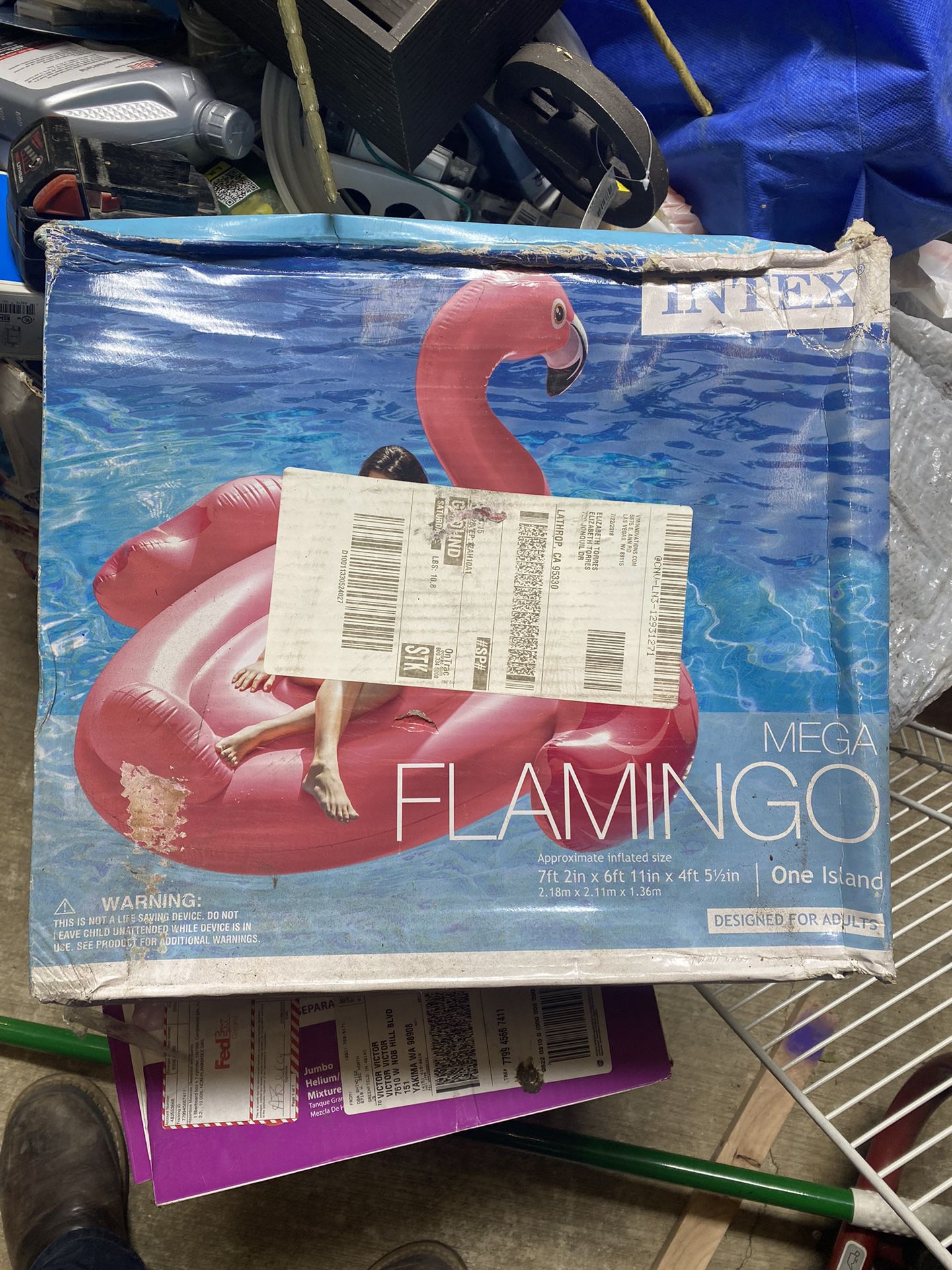 Pool Flamingo 
