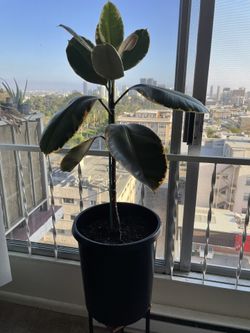 Rubber Leaf Tree