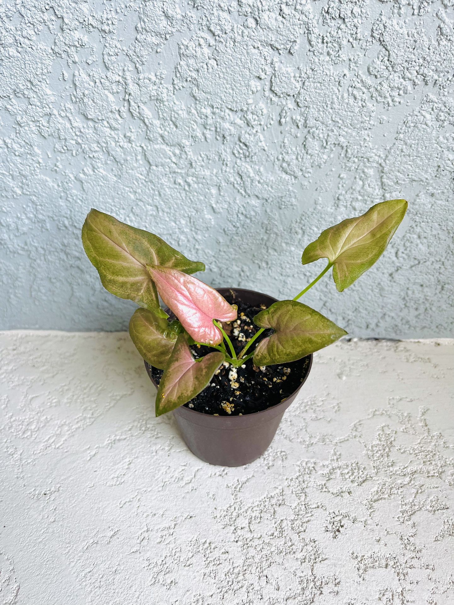 Pink Syngonium  Plant 